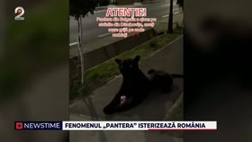 VIDEO Fenomenul „pantera” isterizează România. Animalul sălbatic a devenit vedeta neoficială a verii